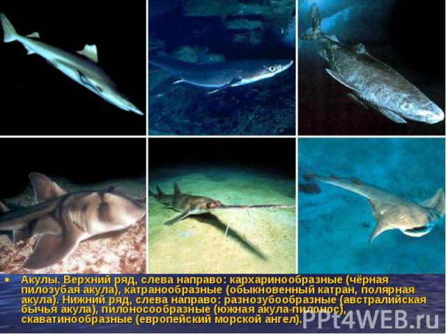 Акулы. Верхний ряд, слева направо: кархаринообразные (чёрная пилозубая акула), катранообразные (обыкновенный катран, полярная акула). Нижний ряд, слева направо: разнозубообразные (австралийская бычья акула), пилоносообразные (южная акула-пилонос), с…