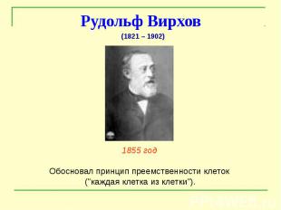 Рудольф Вирхов 1855 год Обосновал принцип преемственности клеток (&quot;каждая к