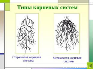 Типы корневых систем Стержневая корневая система