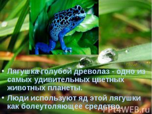Лягушка голубой древолаз - одно из самых удивительных цветных животных планеты.