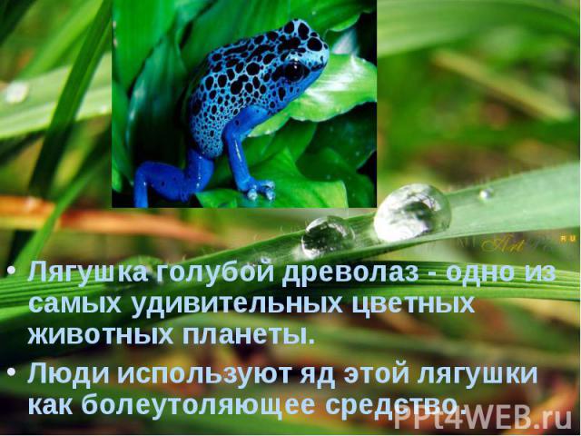 Лягушка голубой древолаз - одно из самых удивительных цветных животных планеты. Лягушка голубой древолаз - одно из самых удивительных цветных животных планеты. Люди используют яд этой лягушки как болеутоляющее средство.