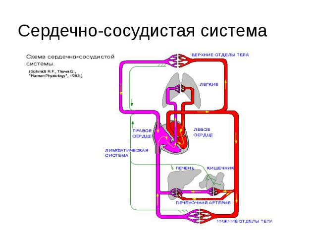 Сердечно-сосудистая система