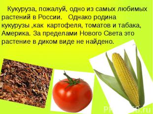 Кукуруза, пожалуй, одно из самых любимых растений в России. Однако родина кукуру