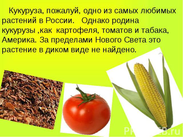 Кукуруза, пожалуй, одно из самых любимых растений в России. Однако родина кукурузы ,как картофеля, томатов и табака, Америка. За пределами Нового Света это растение в диком виде не найдено. Кукуруза, пожалуй, одно из самых любимых растений в России.…