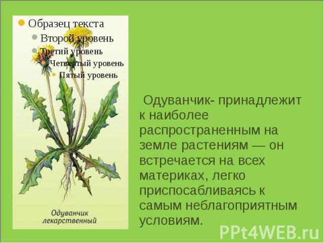   Одуванчик- принадлежит к наиболее распространенным на земле растениям — он встречается на всех материках, легко приспосабливаясь к самым неблагоприятным условиям.