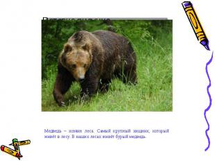 Медведь – хозяин леса. Самый крупный хищник, который живёт в лесу. В наших лесах