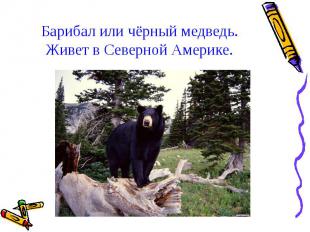 Барибал или чёрный медведь. Живет в Северной Америке.