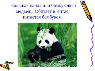 Большая панда или бамбуковый медведь. Обитает в Китае, питается бамбуком.