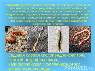 Губоногие (Chilopoda) имеют вытянутое тело длиной от нескольких миллиметров до 3