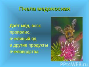 Пчела медоносная Даёт мёд, воск, прополис, пчелиный яд и другие продукты пчелово