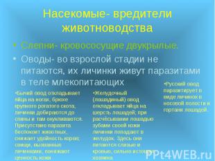 Насекомые- вредители животноводства Слепни- кровососущие двукрылые. Оводы- во вз