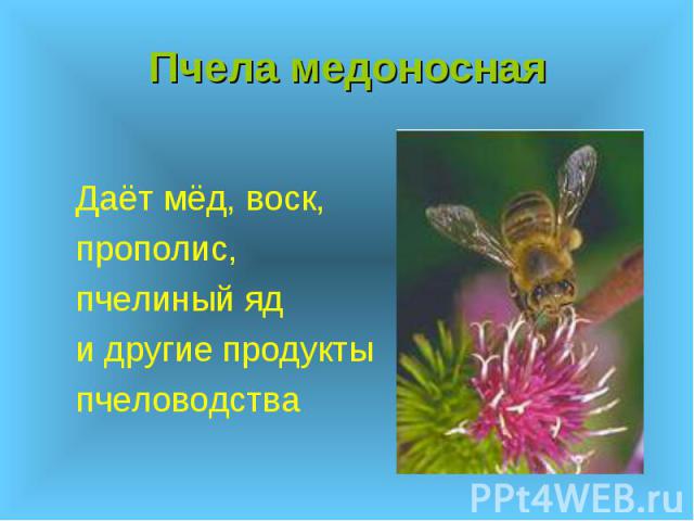 Пчела медоносная Даёт мёд, воск, прополис, пчелиный яд и другие продукты пчеловодства