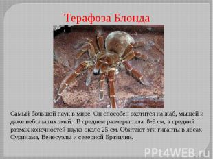 Терафоза Блонда Самый большой паук в мире. Он способен охотится на жаб, мышей и