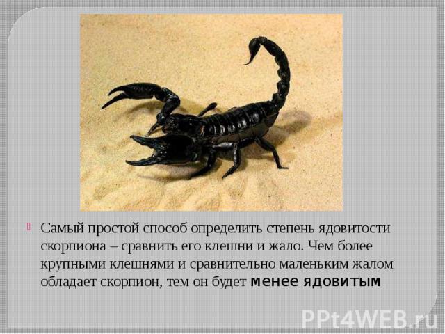 Самый простой способ определить степень ядовитости скорпиона – сравнить его клешни и жало. Чем более крупными клешнями и сравнительно маленьким жалом обладает скорпион, тем он будет менее ядовитым