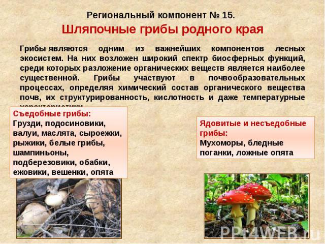 Региональный компонент № 15. Шляпочные грибы родного края