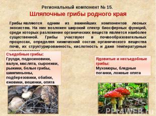 Региональный компонент № 15. Шляпочные грибы родного края