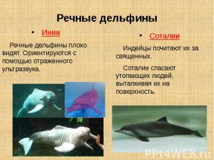 Речные дельфины Инии Речные дельфины плохо видят. Ориентируются с помощью отраже