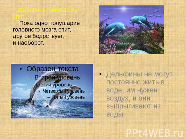 Дельфины никогда не спят. Пока одно полушарие головного мозга спит, другое бодрствует, и наоборот. Дельфины не могут постоянно жить в воде, им нужен воздух, и они выпрыгивают из воды.