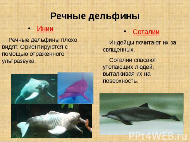 Речные дельфины Инии Речные дельфины плохо видят. Ориентируются с помощью отраженного ультразвука.