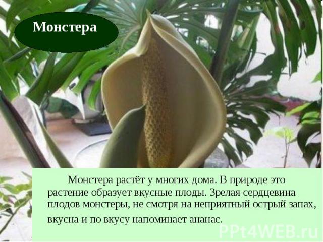 Монстера растёт у многих дома. В природе это растение образует вкусные плоды. Зрелая сердцевина плодов монстеры, не смотря на неприятный острый запах, вкусна и по вкусу напоминает ананас.