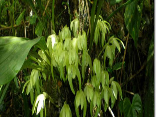 Около половины орхидей в мире обитают на ветвях других растений. Они обычно имеют толстые листья с восковой поверхностью, задерживающей испарение влаги. Некоторые виды орхидей имеют пустотелые стебли, в которых хранится вода. Около половины орхидей …