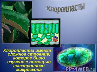Хлоропласты имеют сложное строение, которое было изучено с помощью электронного