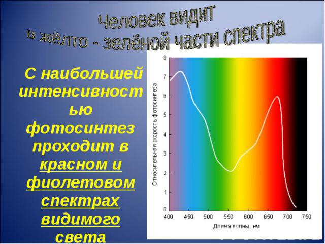 С наибольшей интенсивностью фотосинтез проходит в красном и фиолетовом спектрах видимого света С наибольшей интенсивностью фотосинтез проходит в красном и фиолетовом спектрах видимого света