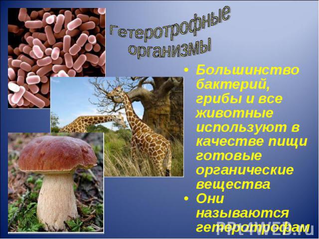 Большинство бактерий, грибы и все животные используют в качестве пищи готовые органические вещества Большинство бактерий, грибы и все животные используют в качестве пищи готовые органические вещества Они называются гетеротрофами