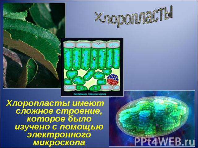 Хлоропласты имеют сложное строение, которое было изучено с помощью электронного микроскопа Хлоропласты имеют сложное строение, которое было изучено с помощью электронного микроскопа