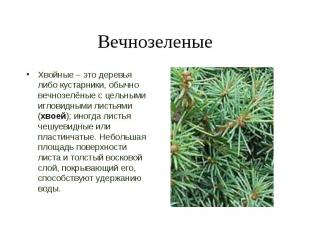 Вечнозеленые Хвойные – это деревья либо кустарники, обычно вечнозелёные с цельны