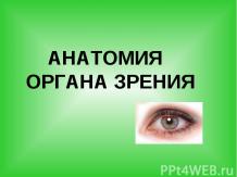 Анатомия зрения человека