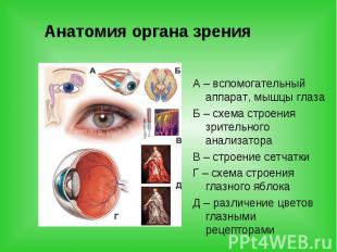 Анатомия органа зрения А – вспомогательный аппарат, мышцы глаза Б – схема строен