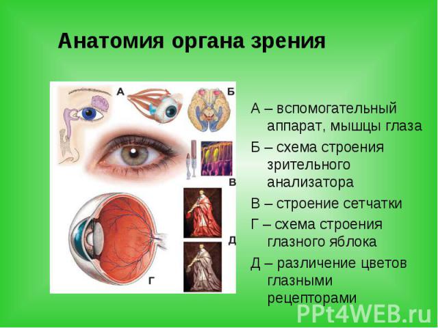 Анатомия органа зрения А – вспомогательный аппарат, мышцы глаза Б – схема строения зрительного анализатора В – строение сетчатки Г – схема строения глазного яблока Д – различение цветов глазными рецепторами