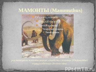 МАМОНТЫ (Mammuthus) род вымерших млекопитающих семейства слоновых (Elephantidae)