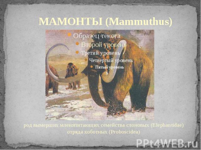МАМОНТЫ (Mammuthus) род вымерших млекопитающих семейства слоновых (Elephantidae) отряда хоботных (Proboscidea)