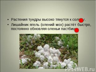 Растения тундры высоко тянутся к солнцу. Растения тундры высоко тянутся к солнцу