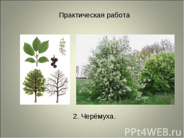 2. Черёмуха. 2. Черёмуха.