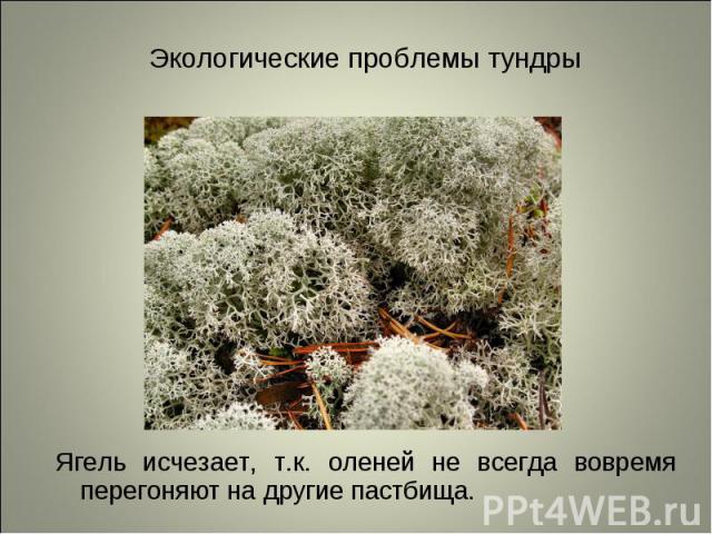 Ягель исчезает, т.к. оленей не всегда вовремя перегоняют на другие пастбища. Ягель исчезает, т.к. оленей не всегда вовремя перегоняют на другие пастбища.