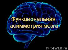 Функциональная асимметрия мозга