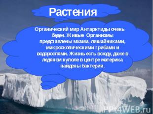 Органический мир Антарктиды очень беден. Живые Организмы представлены мхами, лиш