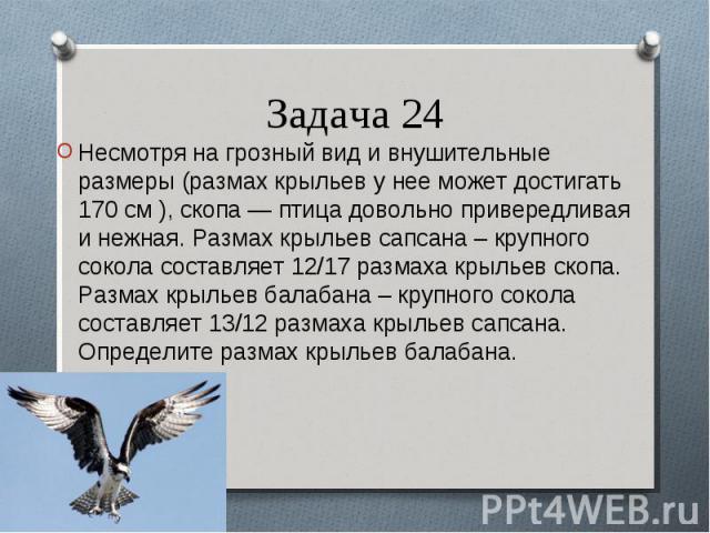 Несмотря на грозный вид и внушительные размеры (размах крыльев у нее может достигать 170 см ), скопа — птица довольно привередливая и нежная. Размах крыльев сапсана – крупного сокола составляет 12/17 размаха крыльев скопа. Размах крыльев балабана – …