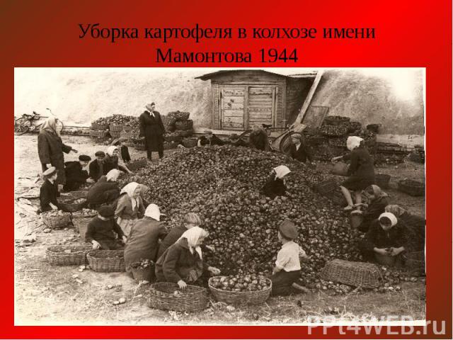 Уборка картофеля в колхозе имени Мамонтова 1944