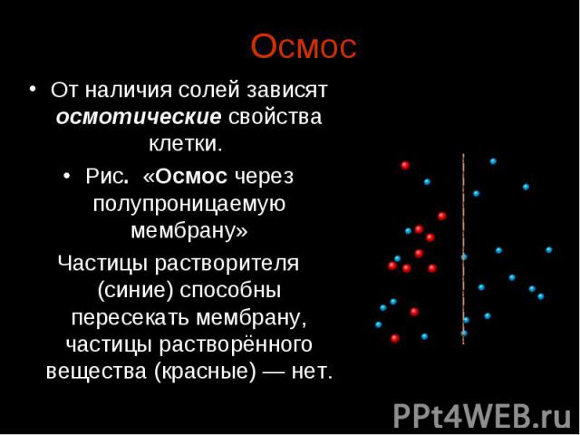 От наличия солей зависят осмотические свойства клетки.  От наличия солей зависят осмотические свойства клетки.  Рис. «Осмос через полупроницаемую мембрану» Частицы растворителя (синие) способны пересекать мембрану, частицы растворённого ве…