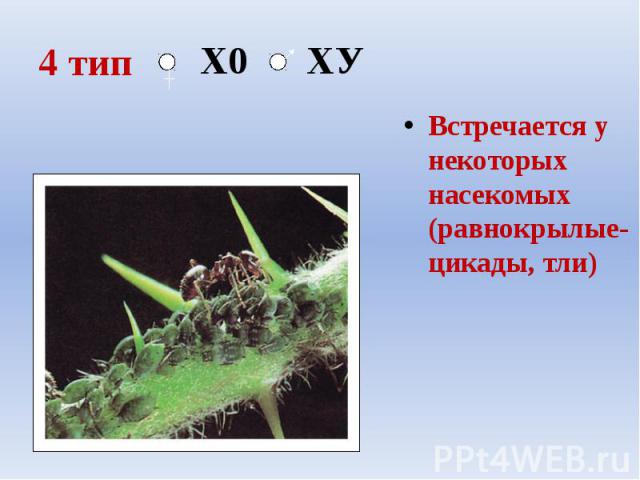 4 тип Встречается у некоторых насекомых (равнокрылые- цикады, тли)
