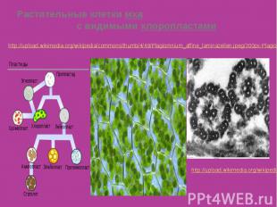 Растительные клетки мха с видимыми хлоропластами