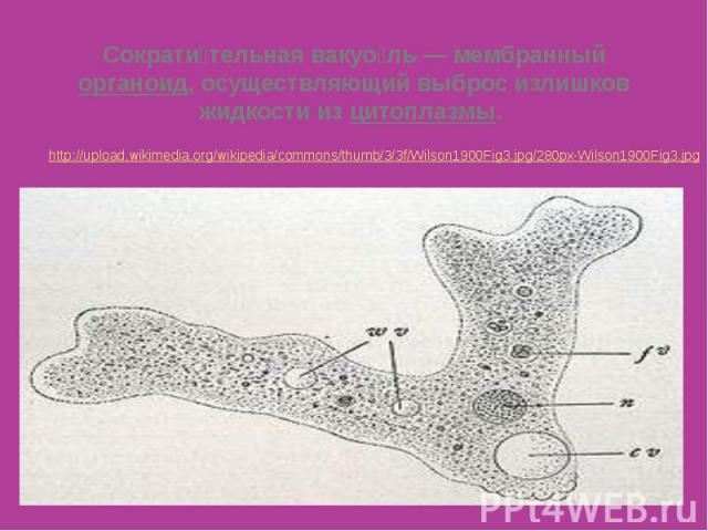 Сократи тельная вакуо ль — мембранный органоид, осуществляющий выброс излишков жидкости из цитоплазмы.