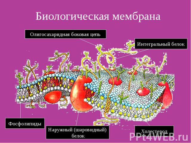Биологическая мембрана