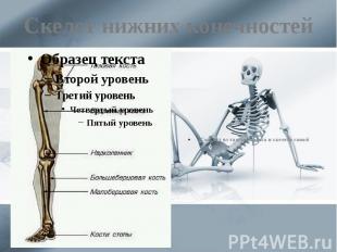 Скелет нижних конечностей Состоит из тазового пояса и скелета самой конечности