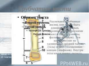 Трубчатые кости Различают трубчатые кости, они могут быть длинными(плечевая, бед