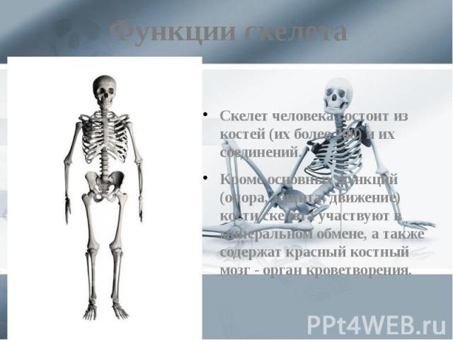 Функции скелета Скелет человека состоит из костей (их более 200) и их соединений. Кроме основных функций (опора, защита, движение) кости скелета участвуют в минеральном обмене, а также содержат красный костный мозг - орган кроветворения.